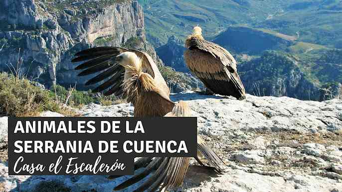 Tesoros Escondidos En La Serran A De Cuenca Descubre La Belleza Rural